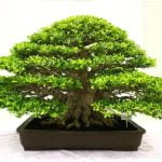 10 modi per creare un concime naturale per bonsai
