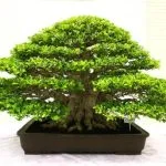 10 modi per creare un concime naturale per bonsai