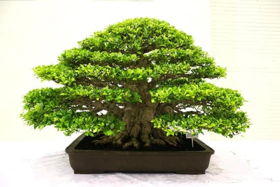 Come Fare Un Concime Per Bonsai 1 10 modi per creare un concime naturale per bonsai