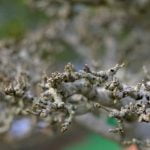 Come Creare Bonsai Di Una Mela Di Un Melo come creare bonsai di una mela di un melo