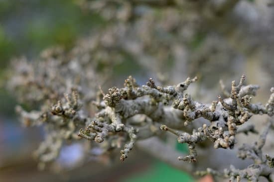 Come Creare Bonsai Di Una Mela Di Un Melo 1 come creare bonsai di una mela di un melo