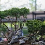Come Potare Melo Bonsai Guida completa su come potare il melo bonsai per una crescita sana e armoniosa