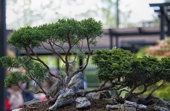 Come Potare Melo Bonsai 1 Guida completa su come potare il melo bonsai per una crescita sana e armoniosa