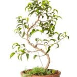 Come Fare Un Bonsai Di Pino Marittimo Guida passo passo su come fare un bonsai di pino marittimo