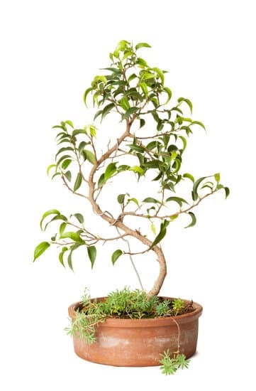 Come Fare Un Bonsai Di Pino Marittimo 1 Guida passo passo su come fare un bonsai di pino marittimo