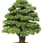 Quale Miglior Terriccio Per Bonsai Acero Rosso Scopri il miglior terriccio per bonsai acero rosso: qualità e nutrimento garantiti