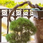 Guida dettagliata su come seminare bonsai acero: passo dopo passo per la crescita perfetta