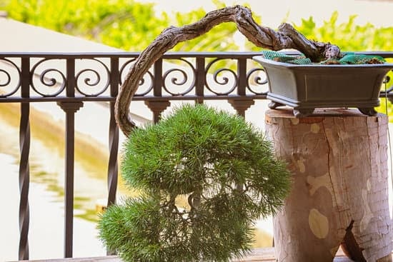 Come Seminare Bonsai Acero 1 Guida dettagliata su come seminare bonsai acero: passo dopo passo per la crescita perfetta