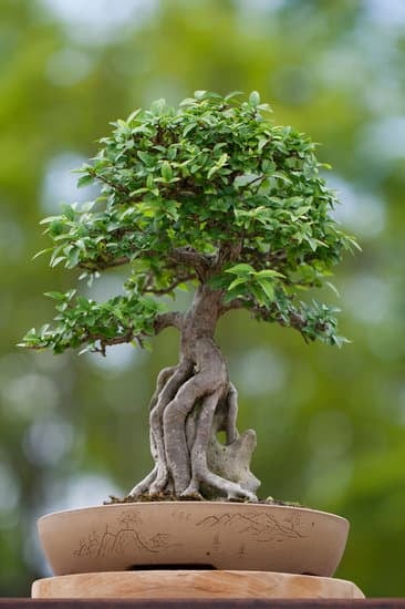 Dove Posizionare Il Bonsai 1 Dove posizionare il bonsai: consigli per l'esposizione ideale in casa o in giardino