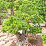 Come Curare La Pianta Bonsai Scopri come curare la pianta bonsai con i nostri consigli specializzati