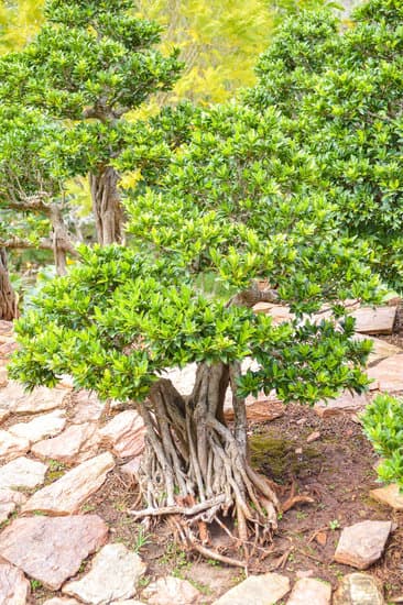 Come Curare La Pianta Bonsai 1 Scopri come curare la pianta bonsai con i nostri consigli specializzati