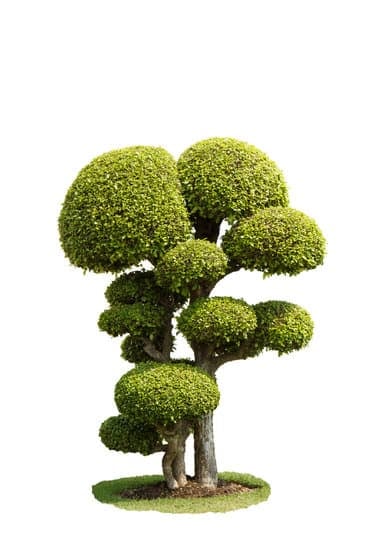 Dove Mettere Bonsai Olivo 1 Dove mettere bonsai olivo: consigli su esposizione e cura del bonsai olivo
