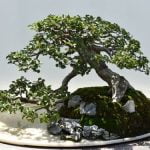 Quando Potare Bonsai Melo Guida completa su quando potare bonsai melo per una crescita sana e rigogliosa