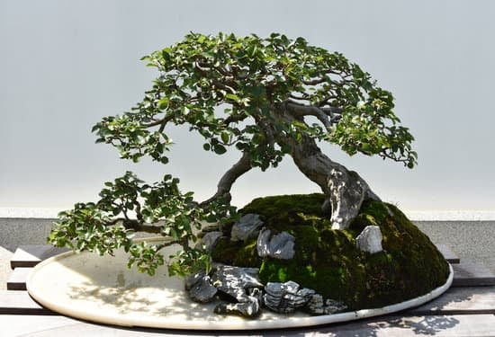 Quando Potare Bonsai Melo 13 Guida completa su quando potare bonsai melo per una crescita sana e rigogliosa