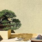 Come Prendersi Cura Di Un Bonsai Foglie Nere Utilizza concime specifico per il bonsai foglie nere