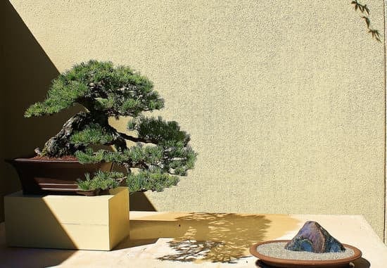 Come Prendersi Cura Di Un Bonsai Foglie Nere 1 Utilizza concime specifico per il bonsai foglie nere