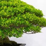 Come Realizzare Un Boschetto Bonsai Guida per realizzare un boschetto bonsai: passo dopo passo, tutto quello che devi sapere
