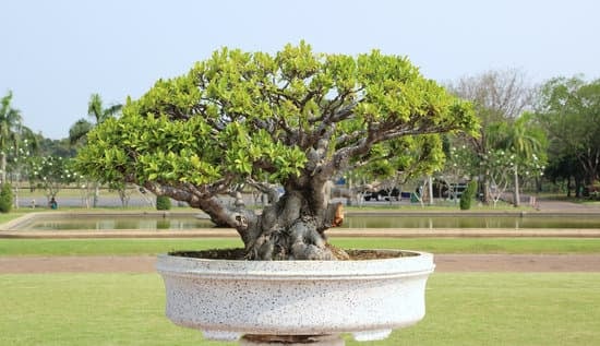 Guida dettagliata: Come si fa il bonsai di ulivo - Passo dopo passo per la creazione perfetta