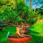 Come Usare Terriccio Pronto Per Bonsai Tecniche per l'utilizzo ottimale del terriccio pronto per bonsai