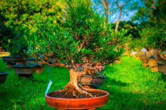 Come Usare Terriccio Pronto Per Bonsai 15 Tecniche per l'utilizzo ottimale del terriccio pronto per bonsai