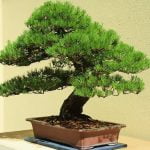 Quante Foglie Ha in Media Un Bonsai Piccolo Conta le foglie di un bonsai piccolo per determinare la media