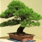Conta le foglie di un bonsai piccolo per determinare la media