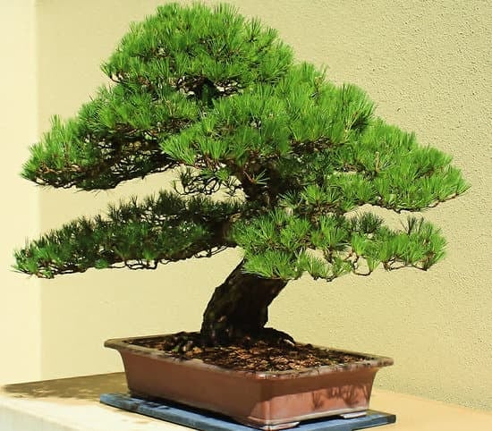 Quante Foglie Ha in Media Un Bonsai Piccolo 1 Conta le foglie di un bonsai piccolo per determinare la media