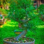 Come Curare Una Pianta Di Bonsai Scopri come curare una pianta di bonsai con i nostri consigli professionali