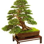Come Proteggere I Bonsai Utilizza vasi resistenti e copri il suolo con ghiaia per proteggere i bonsai da agenti atmosferici