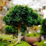 Come Fare Diventare Un Carrubo Bonsai Guida pratica su come fare diventare un carrubo bonsai velocemente e con successo