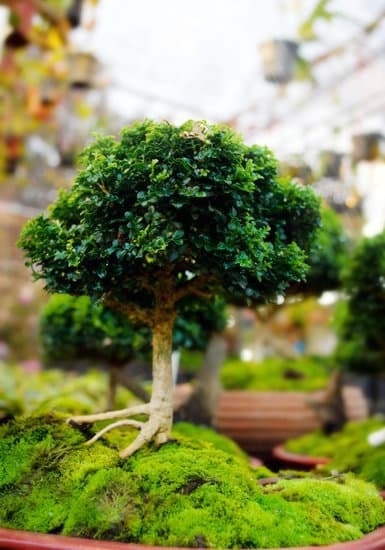Come Fare Diventare Un Carrubo Bonsai 1 Guida pratica su come fare diventare un carrubo bonsai velocemente e con successo