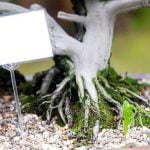 Trucchi per curare bonsai con tronco grueso