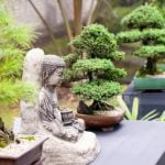 Guide dettagliate su come confezionare bonsai con la juta