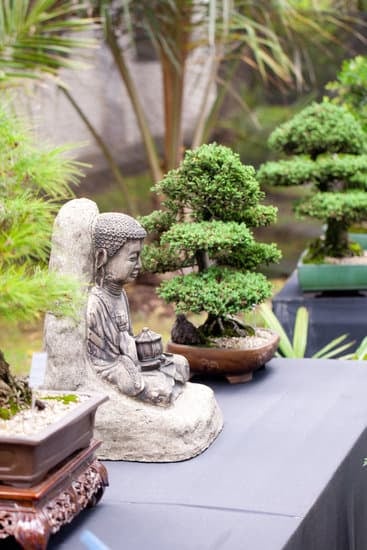 Come Confezionare Bonsai Con La Juta 1 Guide dettagliate su come confezionare bonsai con la juta