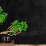 Scopri come curare il tuo bonsai carmona con i nostri consigli esperti