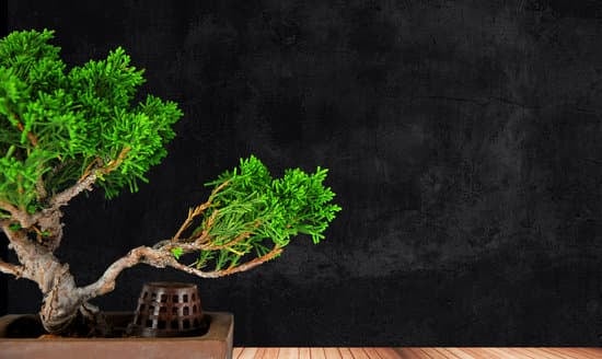 Come Curare Il Bonsai Carmona 1 Scopri come curare il tuo bonsai carmona con i nostri consigli esperti