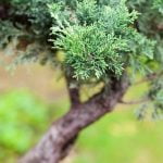 Scopri i migliori bonsai e prezzi per la tua collezione di Quali sono i bonsai più belli e prezzo