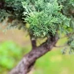 Scopri i migliori bonsai e prezzi per la tua collezione di Quali sono i bonsai più belli e prezzo