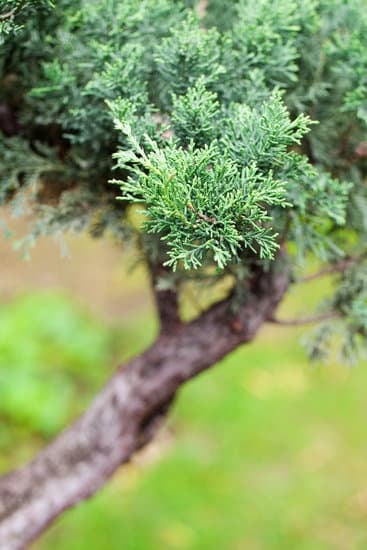Scopri i migliori bonsai e prezzi per la tua collezione di Quali sono i bonsai più belli e prezzo