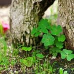Dove Trovare Un Bonsai Scopri dove trovare un bonsai unico per il tuo giardino giapponese