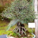 Regola la quantità d'acqua per il bonsai QUANTA ACQUA DARE AD UN BONSAI con attenzione alla sua dimensione