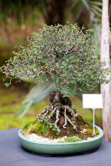 Quanta Acqua Dare Ad Un Bonsai 1 Regola la quantità d'acqua per il bonsai QUANTA ACQUA DARE AD UN BONSAI con attenzione alla sua dimensione