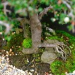 Come Fare Un Bonsai Tiglio Guida passo dopo passo su come fare un bonsai tiglio per principianti