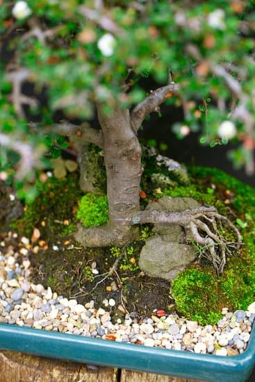 Guida passo dopo passo su come fare un bonsai tiglio per principianti