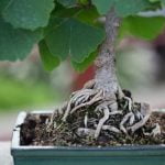 Come Curare Un Bonsai Di Fico Scopri come curare un bonsai di fico con la giusta esposizione alla luce solare