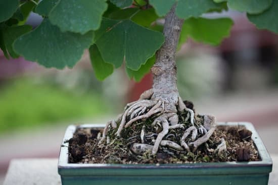 Come Curare Un Bonsai Di Fico 1 Scopri come curare un bonsai di fico con la giusta esposizione alla luce solare
