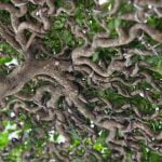 Quando Cambiare Il Vasi Al Bonsai Scopri quando cambiare il vaso al bonsai per garantirne la salute e la crescita ottimale