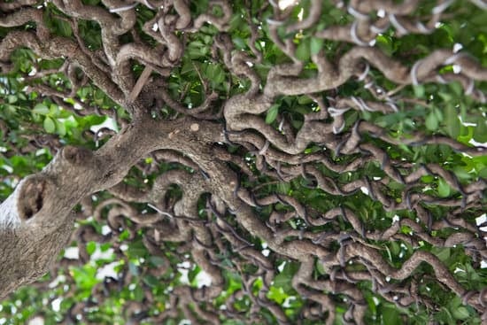 Scopri quando cambiare il vaso al bonsai per garantirne la salute e la crescita ottimale