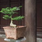 Dove Conservare Un Bonsai Consigli su dove conservare un bonsai: luce solare diretta e umidità controllata sono essenziali