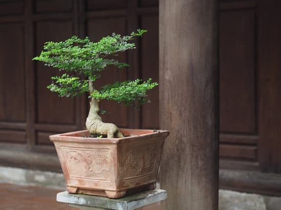 Dove Conservare Un Bonsai 11 Consigli su dove conservare un bonsai: luce solare diretta e umidità controllata sono essenziali